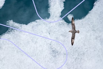 Bilde fra arktis som viser en fugl som flyr over isflak