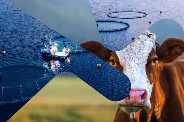 Fotomontasje som viser havbruk og landbruk: Et oppdrettsanlegg med merder og et servicefartøy i sjøen, kombinert med et nærbilde av en ku på beite.