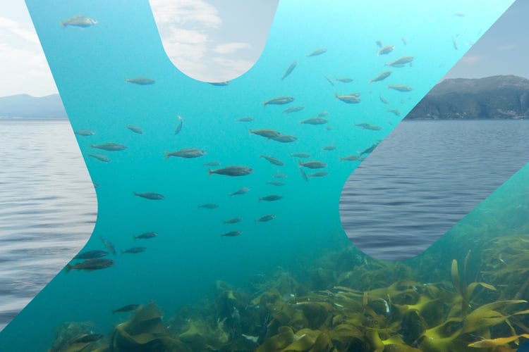 illustrasjonsbilde med fisker og fjord